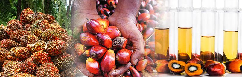 Palm Fruit Palm Oil