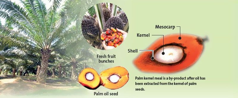 palm kernel meal