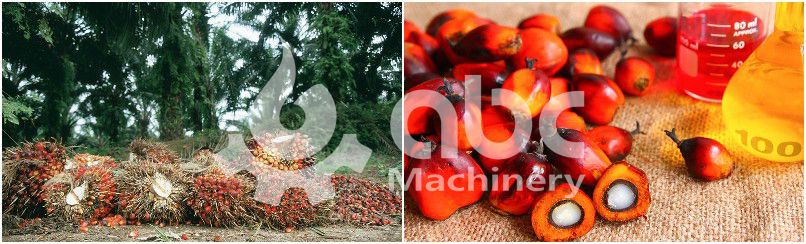 palm oil manufacturer supply palm oil machinery at cheap price