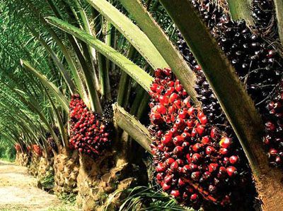 oil palm trees