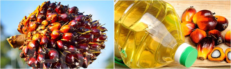 palm kernel oil 