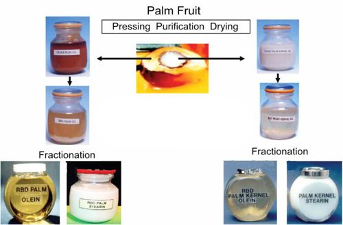 palm kernel oil fractionation process