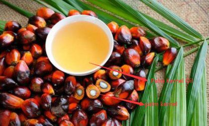 How to Use Manual Palm Kernel Oil Expeller?