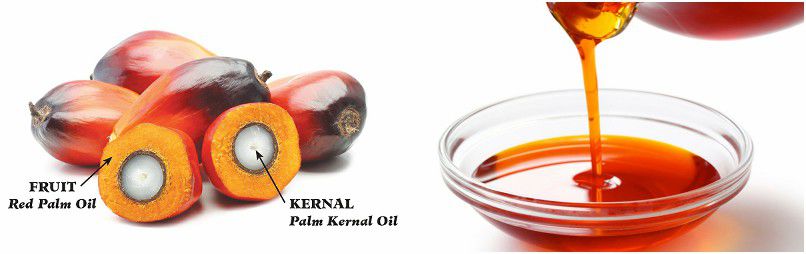 palm oil and palm kernel oil