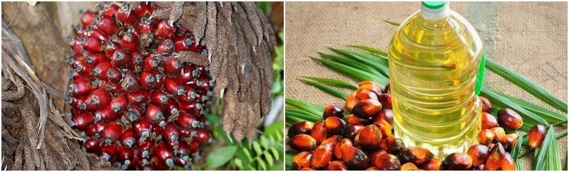 efficient palm oil production in palm oil processing plant