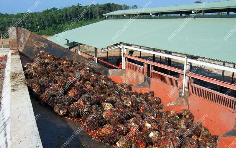 palm oil production plant