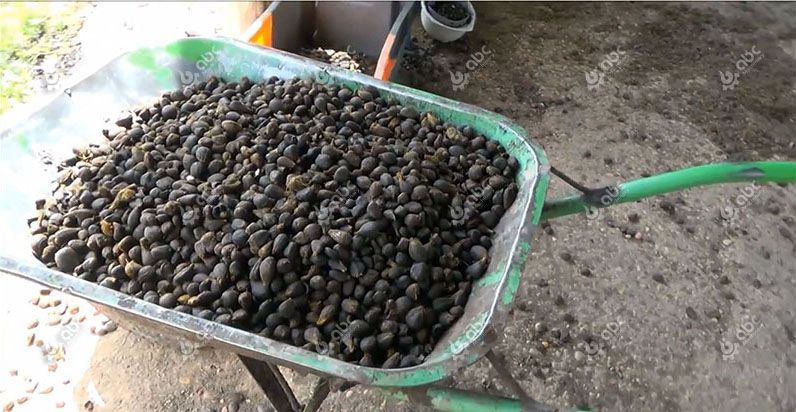 separated palm kernel