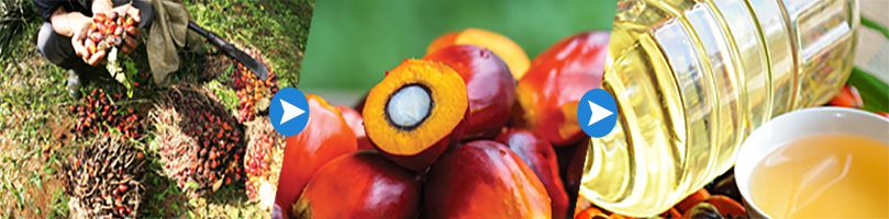 starting palm fruit oil production business