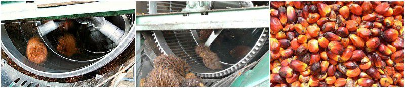 threshing of palm oil milling project