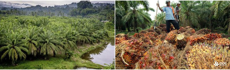 oil palm production in Brazil