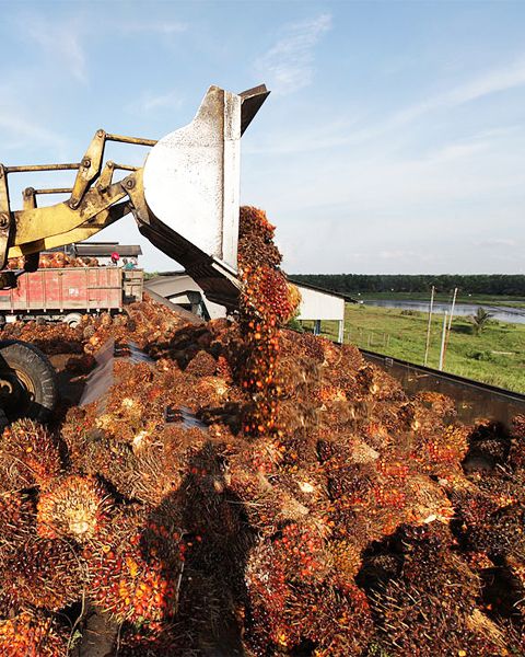 bunch reception of palm oil processing