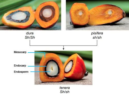 dura tenera pisifera oil palm fruit