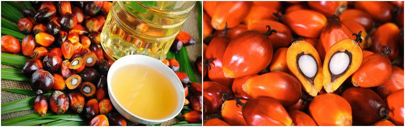 palm oil machine for processing red palm oil and palm kernel oil
