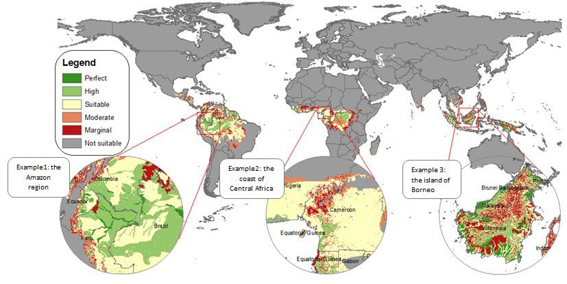 global palm oil production industry