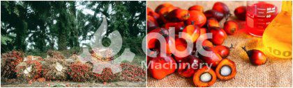 How to Choose the BEST Palm Oil Machinery Manufacturer?