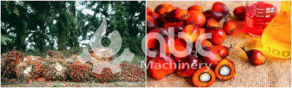 How to Choose the BEST Palm Oil Machinery Manufacturer?