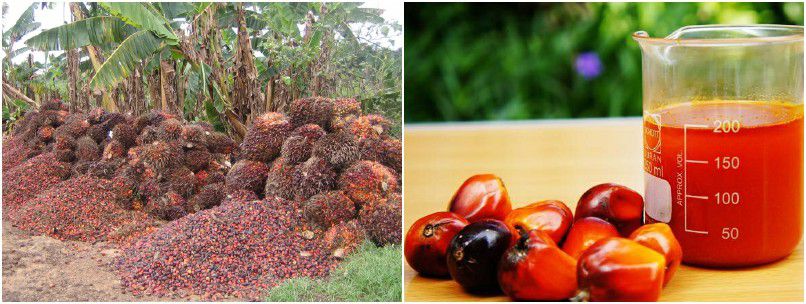 build a small palm oil mill for making red palm oil