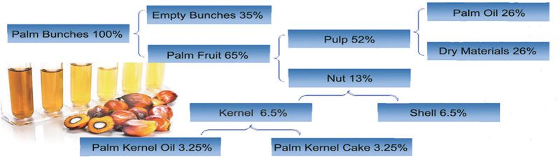 the basic information of palm fruits and palm kernel oil