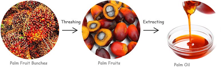 palm fruit bunches separation
