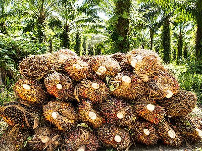 palm oil fruit bunches choosing