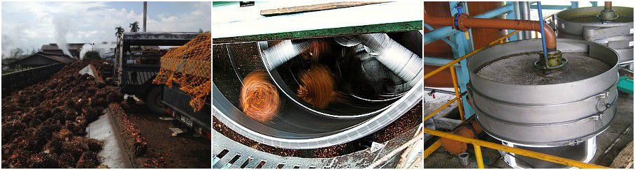 palm oil extraction process in palm oil extraction plant 