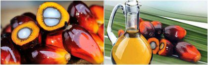 How to Choose the Best Palm Oil Mill Supplier?