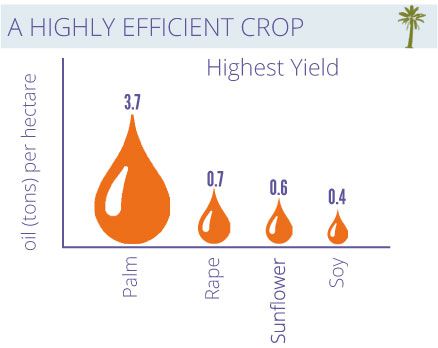 high yield palm oil processing plant