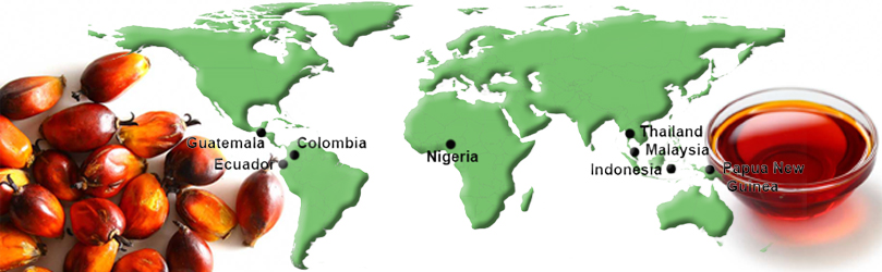 Decoding Palm Oil Markets:Country-Wise Analysis