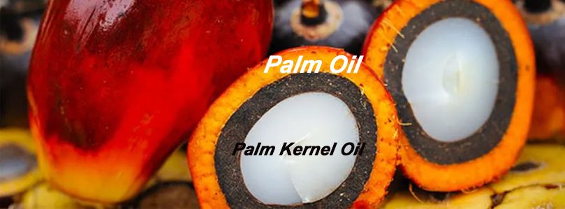 palm oil vs palm kernel oil