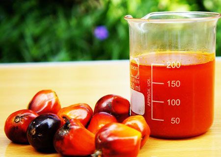 produce red palm oil for cooking purpose