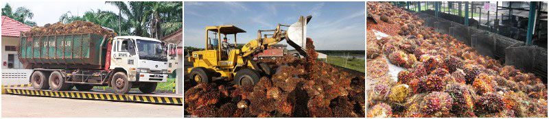 reception station of palm oil extraction plant